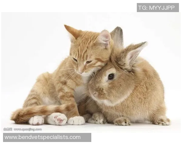 养猫的足球明星是谁他与爱猫的温馨故事揭秘